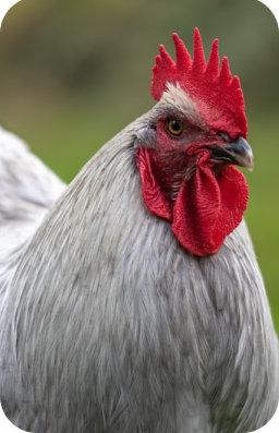 slide17 e1681815622936