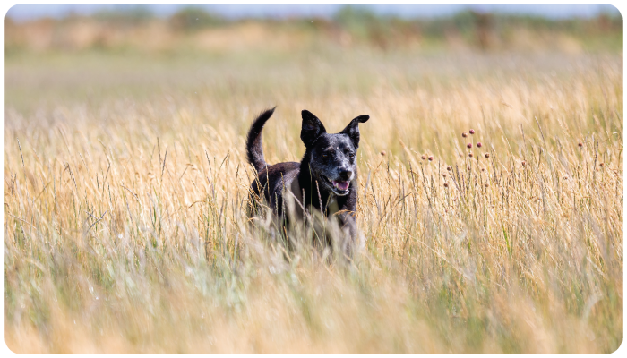 purebred dogs Australia