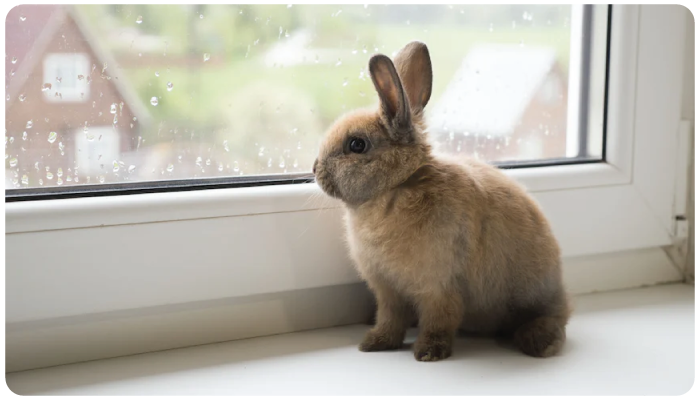 How to care for a Rabbit