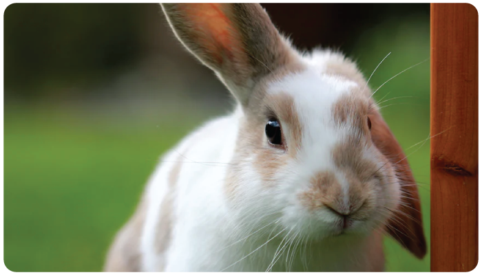 Rabbit Food Best and Worst