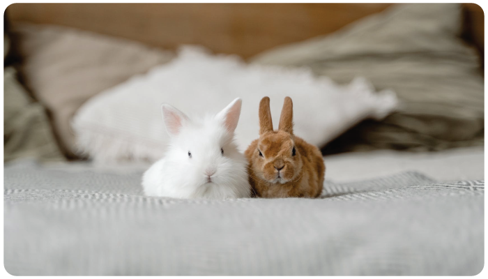 Effective Rabbit Care