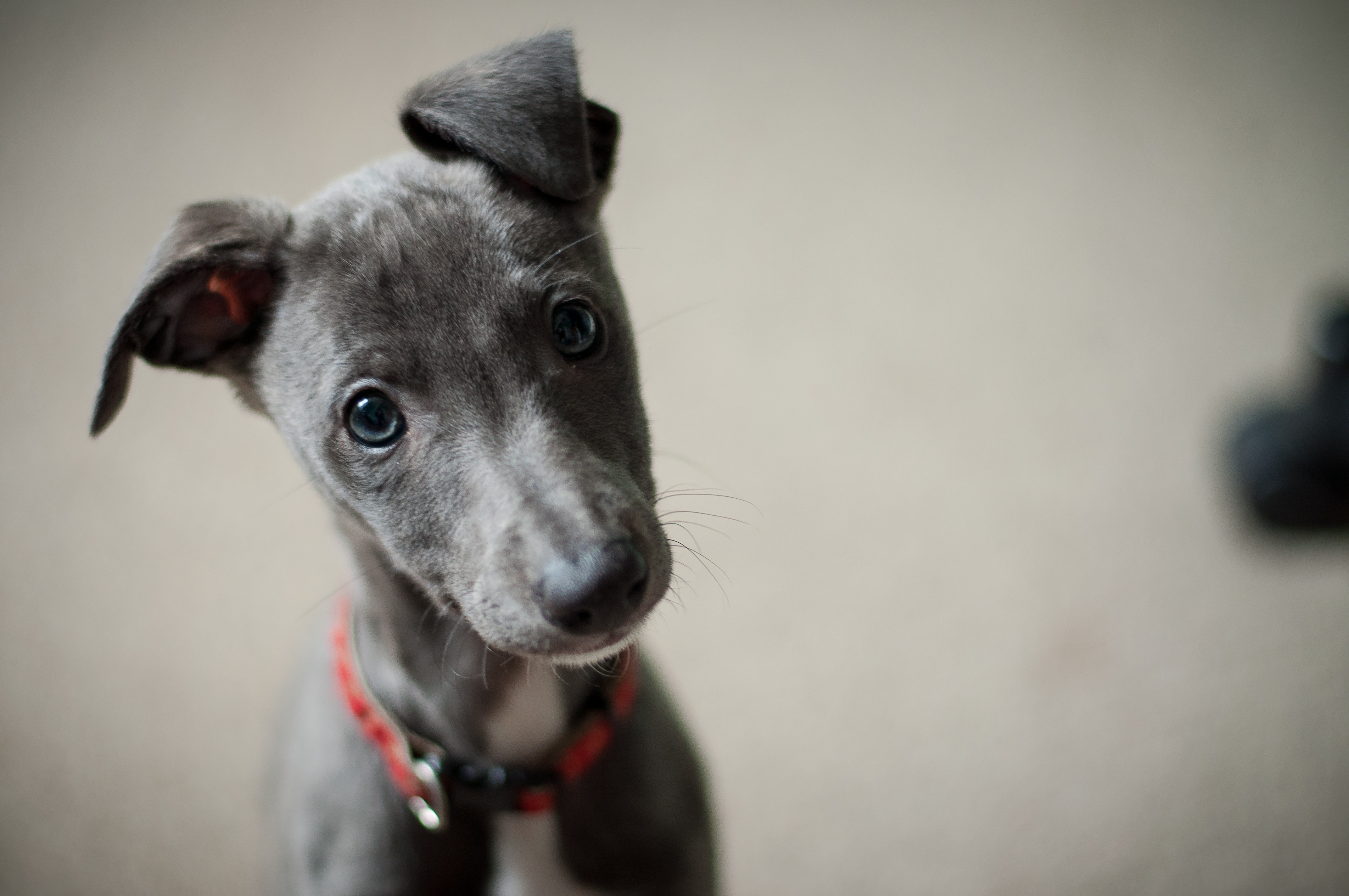 Whippet Puppy Training