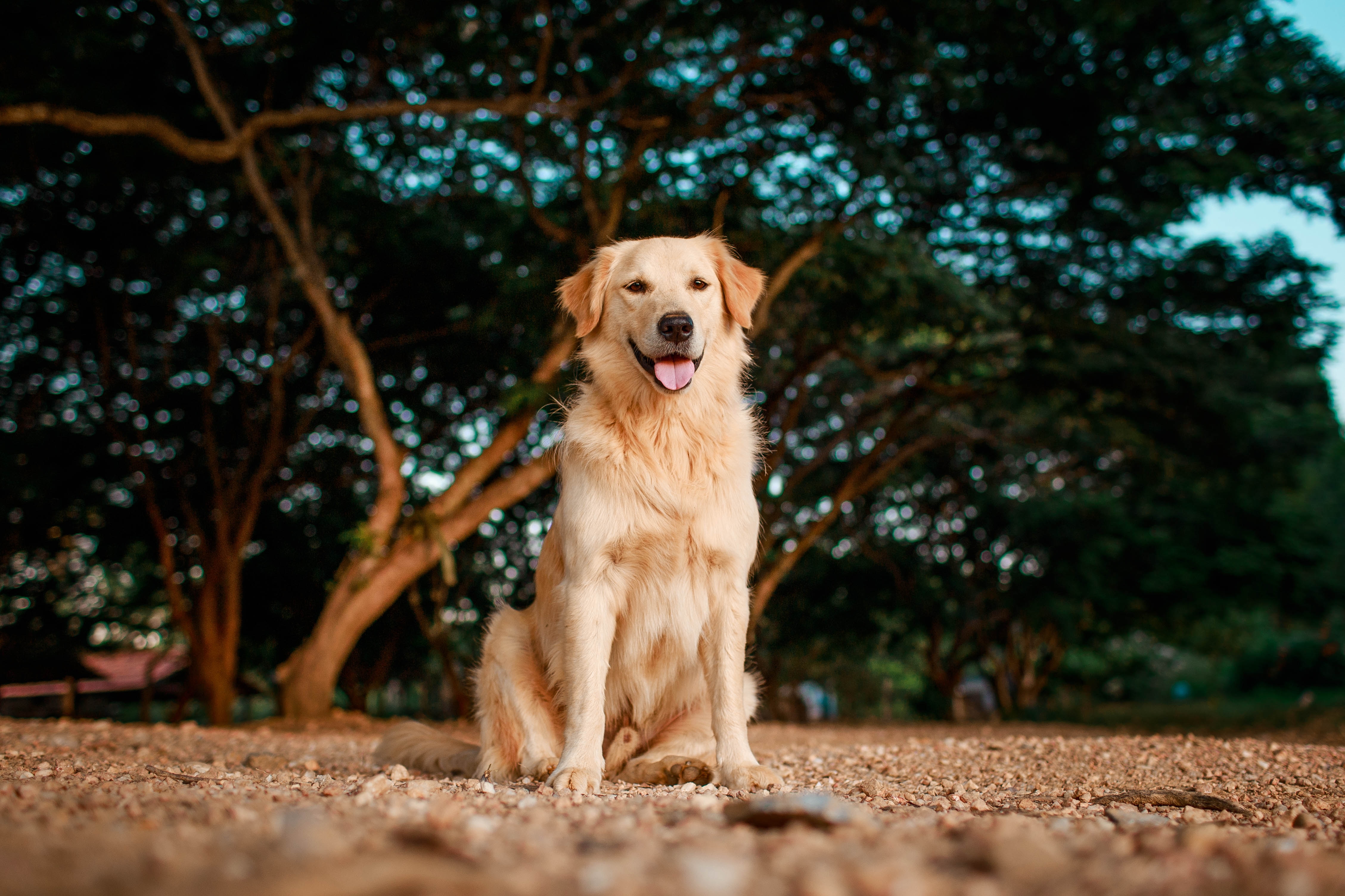 Golden retrievers Australia