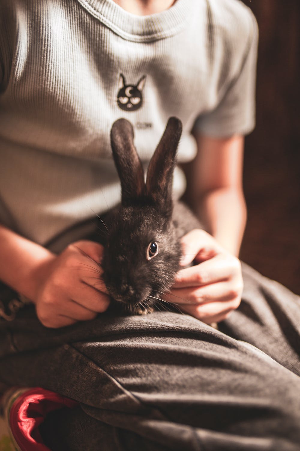 5 Things You Should Know Before Buying a Rabbit – Safe and Effective ...