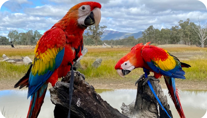 Macraw Breeder in Australia