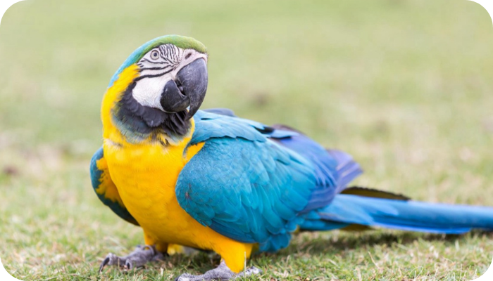 Macaw Blog Image 6