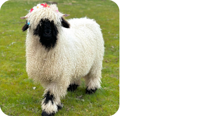 Black Valais Sheep Breeder