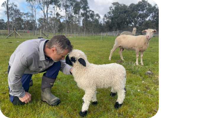 Black Valais Sheep Breeder