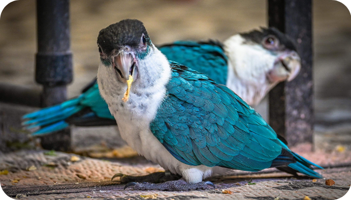 caique parrot breeders