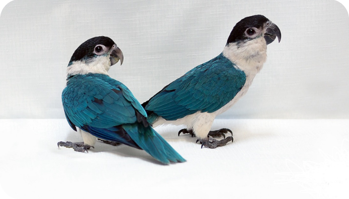 caique parrot breeders